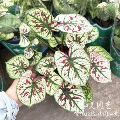 彩叶芋盆栽 白色恋人粉色和声 粉色飞溅 仙女芋 海芋室内彩叶植物