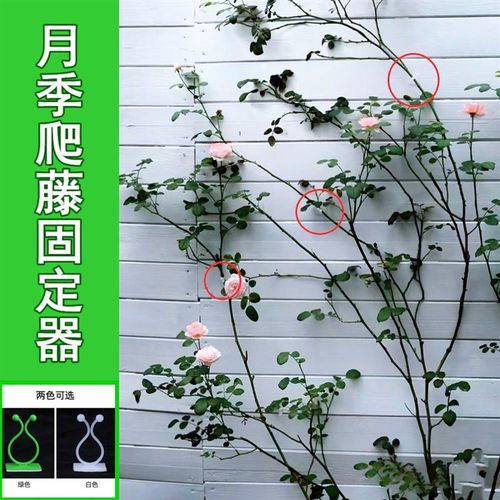 爬藤月季固定器花枝牵引蔷薇绿萝防倾墙上固定室内免打孔粘贴卡扣