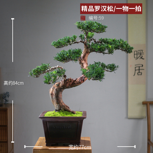 今年流行新小叶罗汉松盆一大树庭景造型树迎客松老桩真树别墅客厅