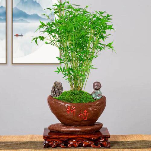 凤尾竹盆栽竹子庭院观赏植物微型盆景米竹苗室内水养植物四季常青