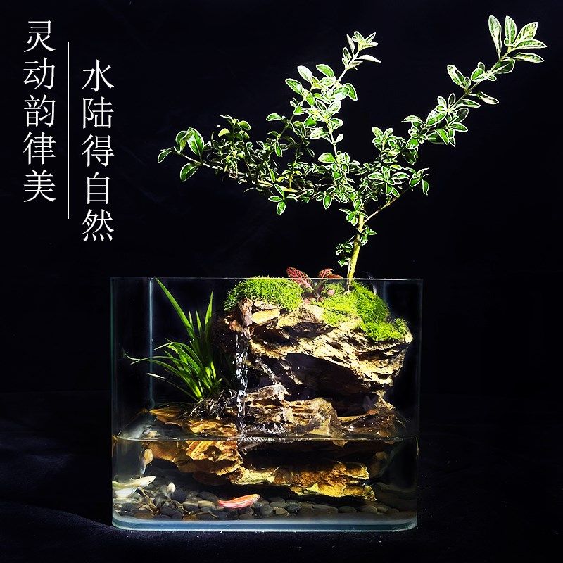 生日礼物微景观六月飞雪懒人苔藓雨林缸办公室宿舍桌面生态瓶植物图片