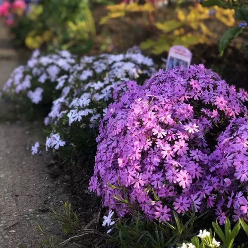 苔米花园芝樱盆栽 多年生耐寒地被植物庭院阳台花镜镶边开花不断