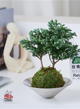 2024新款蓝色瓦松苔藓球盆栽客厅办公室内桌面绿植净化空气摆件