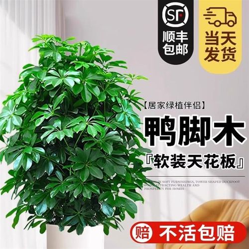 鸭脚木八方来财树植物发财树大盆栽客厅绿植大型室内花卉四季好养