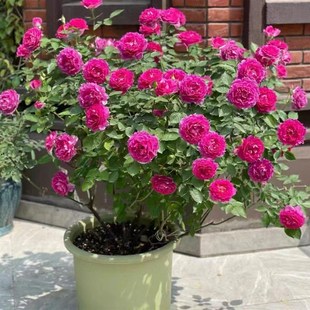 开花 花苗果汁阳台盆栽庭院特大切花浓香玫瑰四季 新品 欧洲灌木月季