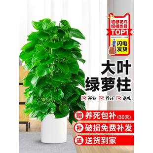 大叶绿萝柱盆栽客厅大型绿植办公室内除甲醛净化空气新房好养绿箩