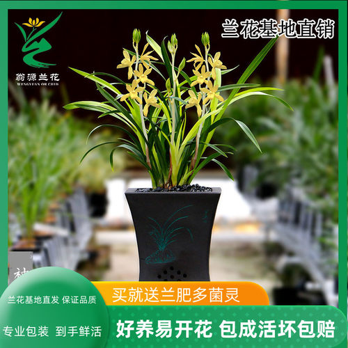 翁源兰花苗四季建兰神童云大花浓香翁江黄素好养室内绿植花卉盆栽
