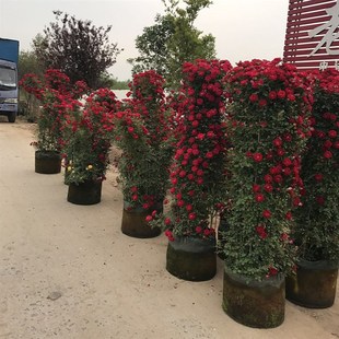 精品藤本b月季 开花庭院拱门花球花柱花墙带花发 花苗爬藤蔷薇四季