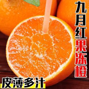 湖北秭归九月红果冻爆汁脐橙果肉细嫩摘现发新鲜橙子