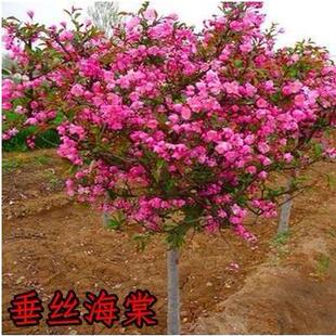 垂丝海棠树苗西府海棠苗北美海棠苗地栽海棠树苗花苗庭院别墅大苗