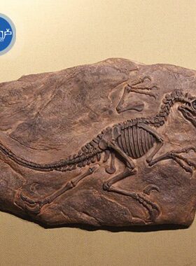 树脂侏罗纪恐龙化石美式软装墙面装饰品个性家居餐厅酒吧壁饰挂件