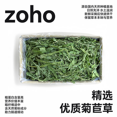 zoho优质欧洲菊苣牧草龙猫兔子