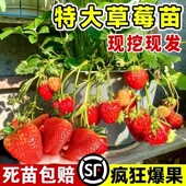 四季 草莓苗奶油红颜草莓秧大棚种植草莓盆栽当年结果新苗带土果苗