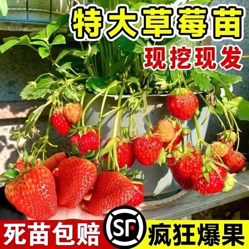 四季草莓苗奶油红颜秧大棚