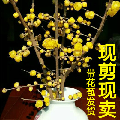 腊梅枝花树盆栽鲜带苞干条