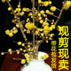腊梅枝腊梅花树盆栽腊梅鲜花带花苞干枝腊梅枝条遇水开鲜切花水养