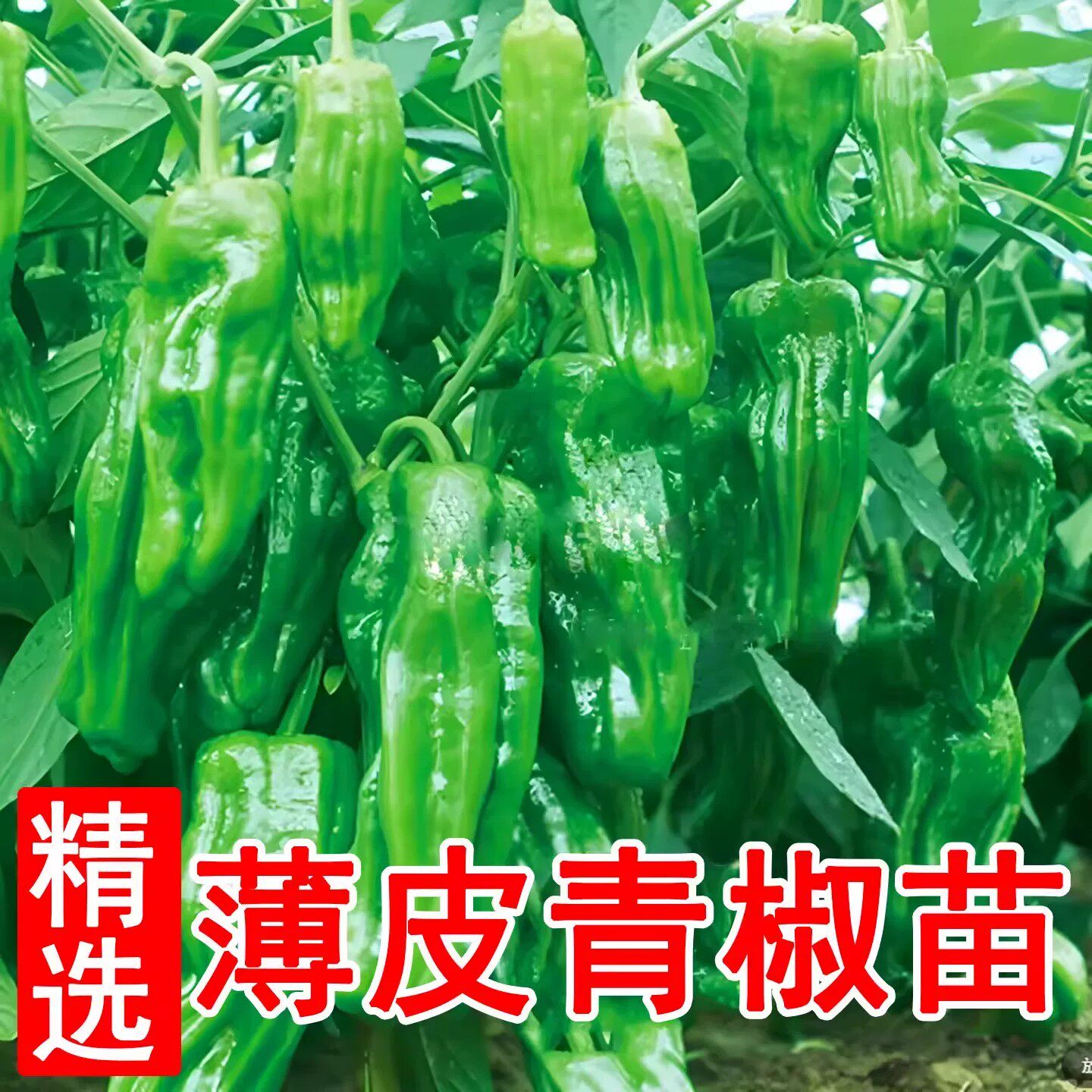 薄皮椒苗子虎皮皱皮泡椒芜湖椒苏椒辣椒种籽辣椒苗蔬菜苗辣美8号