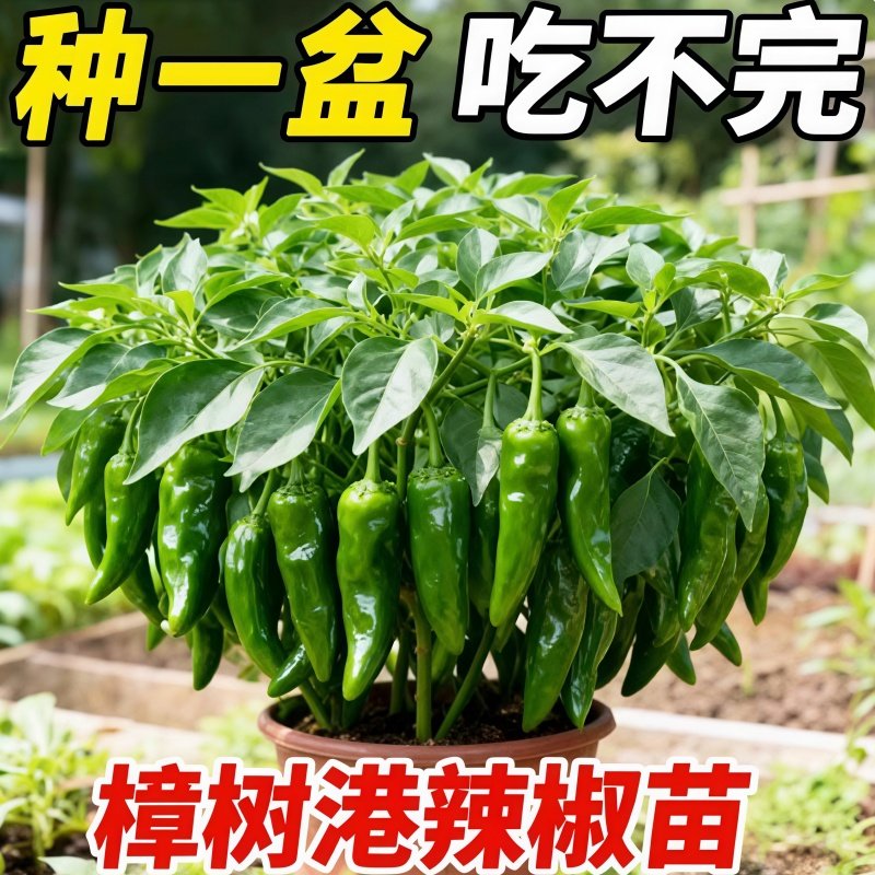 樟树港辣椒苗秧苗种子四季播种图片