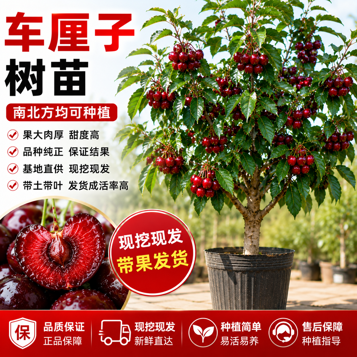 正宗车厘子树苗大樱桃果树果苗嫁接矮化庭院地盆栽水果南北方种植