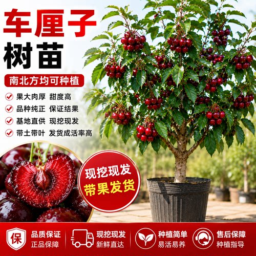 车厘子树苗南北方可种植地栽盆栽