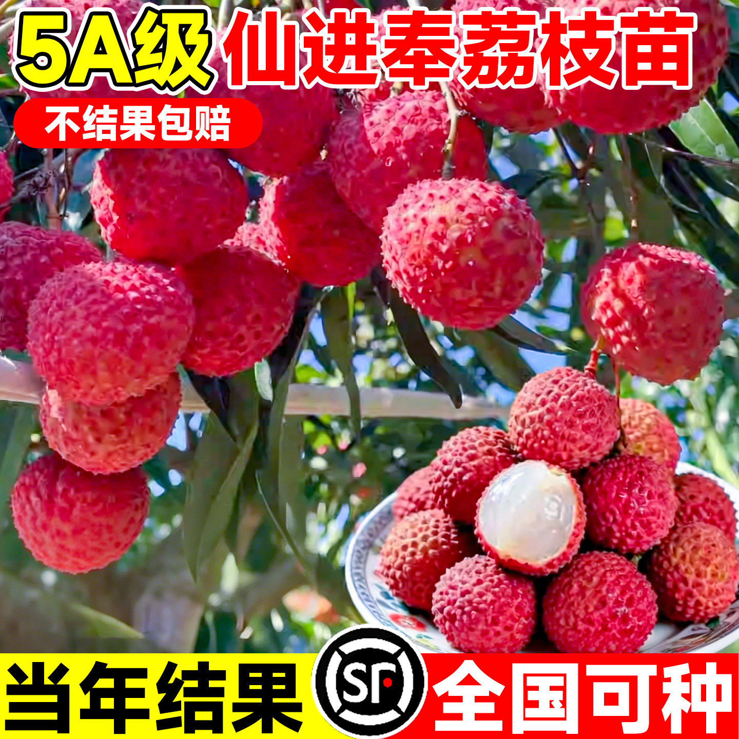 仙进奉荔枝树苗嫁接苗南方北方种植当年结果带土球盆栽地栽果树苗