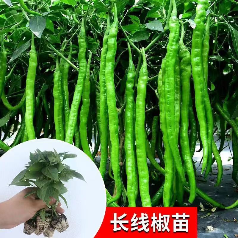 长线椒苗秧高产线椒秧苗中辣二荆条辣椒苗薄皮线椒苗四季可种植