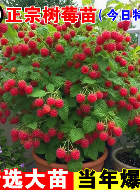 树莓苗双季覆盆子果树苗盆栽地栽南北方种植当年结果红黄黑树莓苗