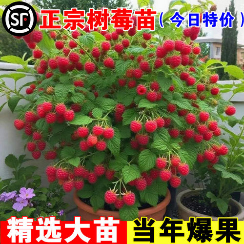 树莓苗双季覆盆子果栽地南