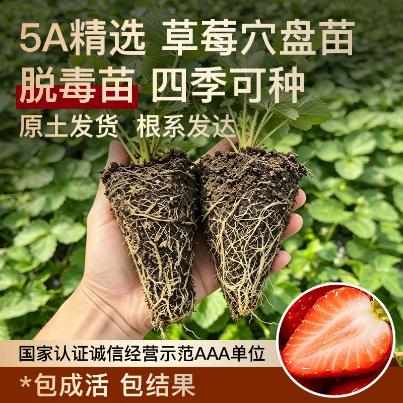 草莓苗秧穴盘苗批发四季结果脱毒优质奶油红颜粉玉天使ae草莓盆栽