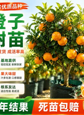 廉江红橙嫁接苗可南北种植地栽