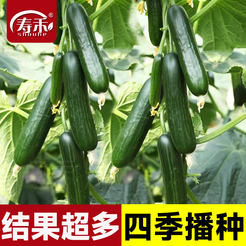 无刺好吃水果黄瓜苗四季可种植图片
