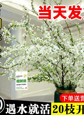 雪柳干枝鲜枝水养插花水培植物鲜花卉室内盆栽带花苞绿植龙柳好活