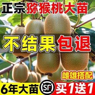 猕猴桃树果苗红心软枣猕猴桃苗徐香嫁接南北方种植庭院水果树果苗