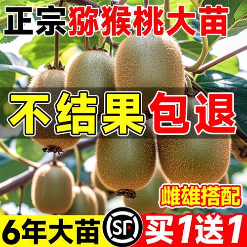 猕猴桃树果苗红心软枣猕猴桃苗