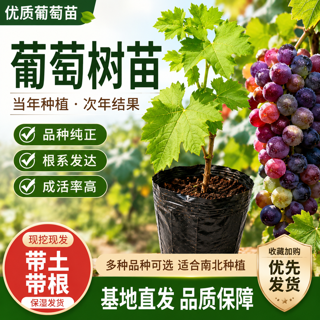 葡萄树果苗阳光玫瑰特大老桩爬藤巨峰南北方种植嫁接庭院盆栽地栽