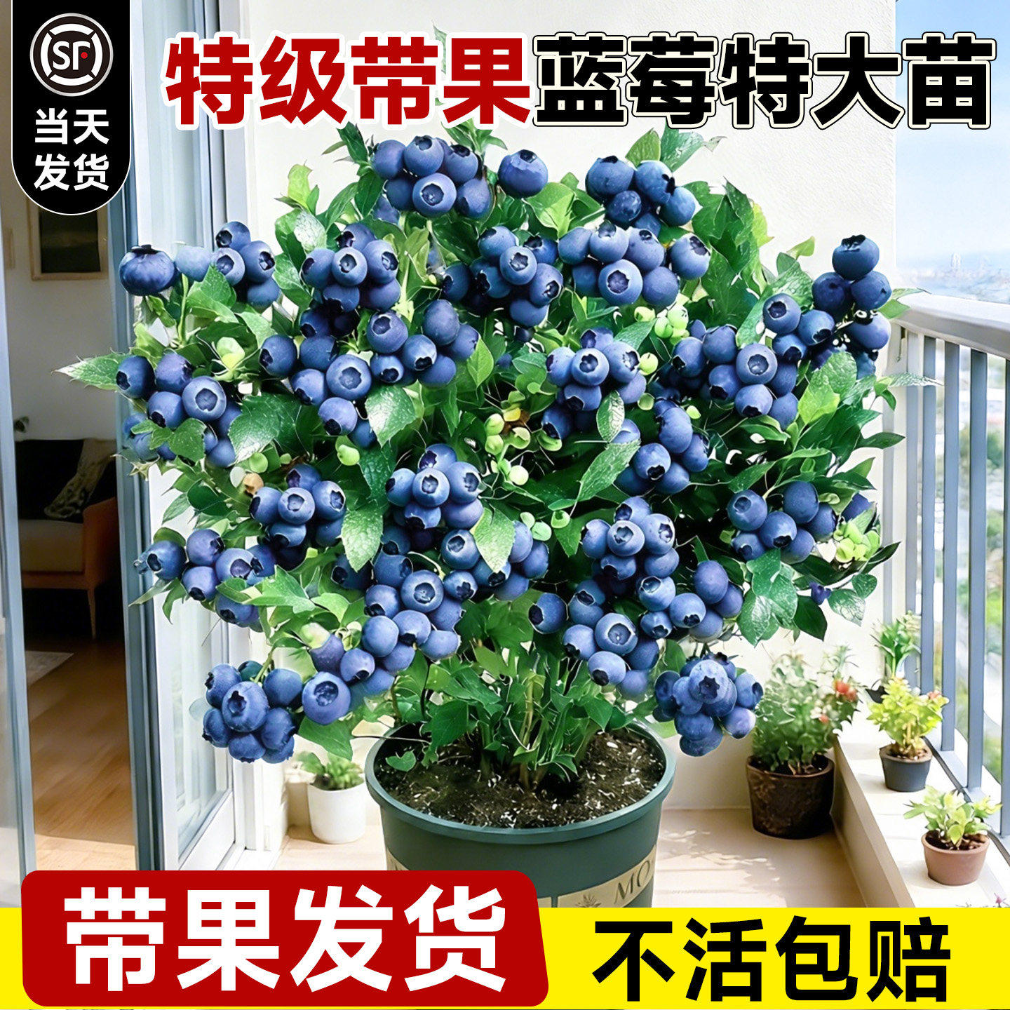 带果蓝莓树果苗盆栽特大号南北方种植小苗花香蓝莓苔藓苗兰梅树苗