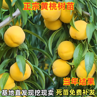 锦绣黄桃树苗嫁接水蜜南北