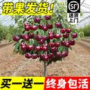 车厘子树苗正宗樱桃树苗矮化特大嫁接果树庭院名贵南北方种植盆栽