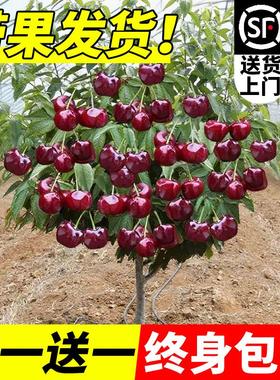 车厘子树苗正宗樱桃树苗矮化特大嫁接果树庭院名贵南北方种植盆栽