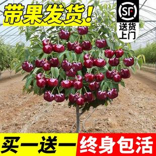 车厘子树苗正宗樱桃树苗矮化特大嫁接果树庭院名贵南北方种植盆栽