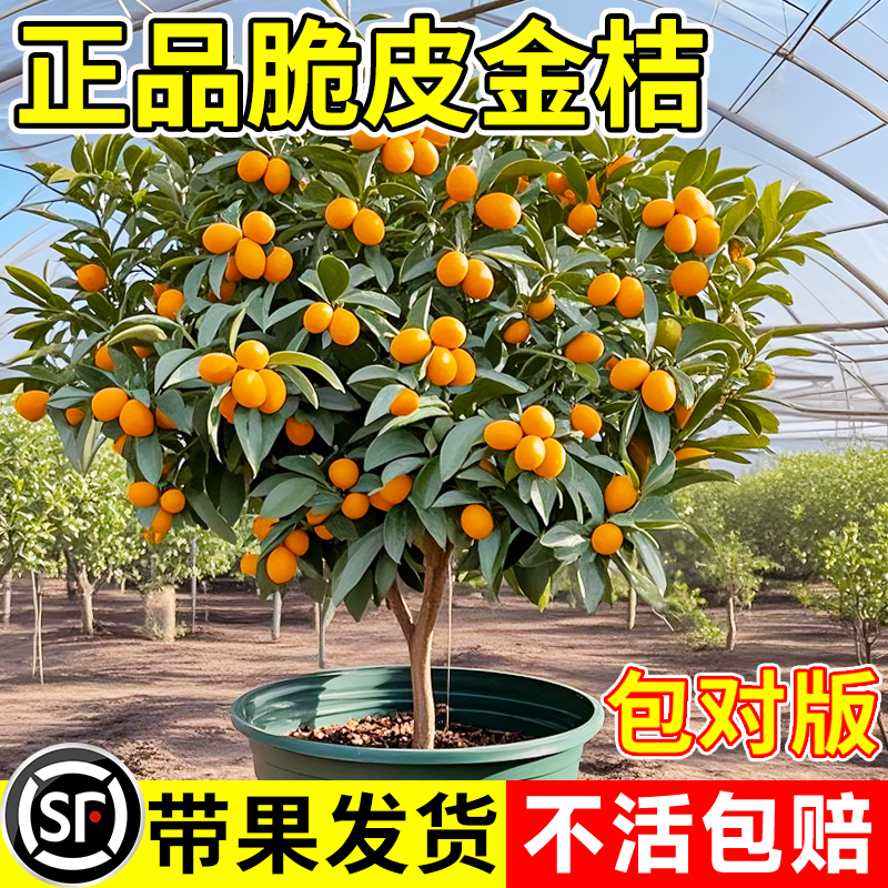 脆皮金桔带果发货盆栽树苗