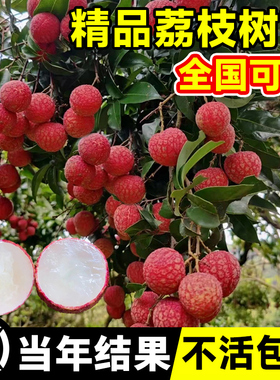 荔枝树苖无核桂味果树盆栽妃子笑嫁接水果树苗糯米糍果苗当年结果