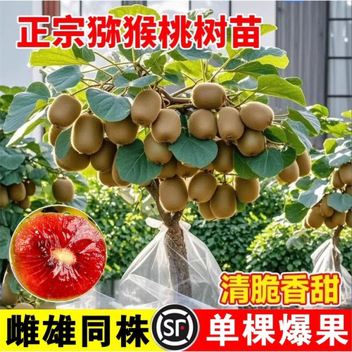 猕猴桃树果苗嫁接特大号盆