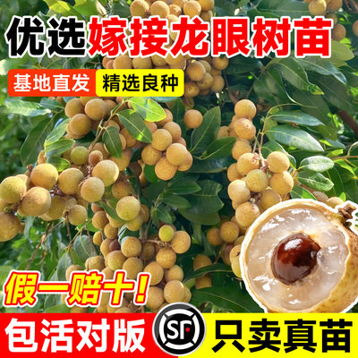 优选龙眼树苗嫁接果特大带