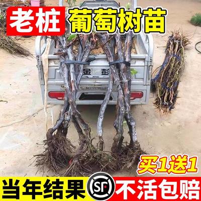 特大果巨峰葡萄树苗老桩无