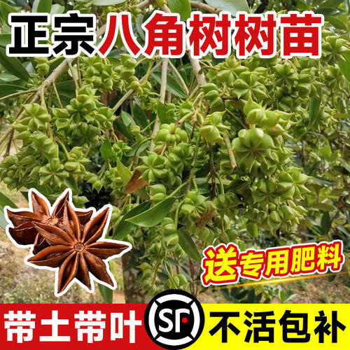 嫁接八角树苗大红带土叶盆