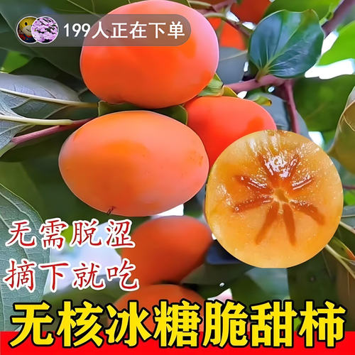 柿子苗树地栽盆嫁接脆甜无