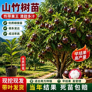 奶油山竹树苗带果庭院盆栽地栽水果树果苗南北方耐寒四季种植嫁接