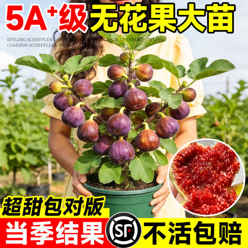 24h顺丰送货上门-无花果大苗盆栽