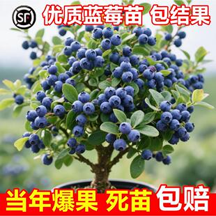 蓝莓树果苗盆栽南方北方种植带大果蓝美一号蓝莓苗l25蓝梅树树苗